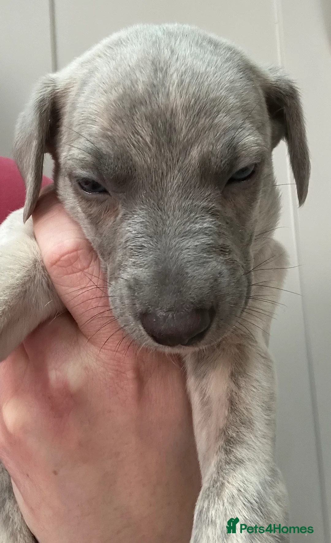 Whippet dogs for sale: Whippet Puppies - Advert 9