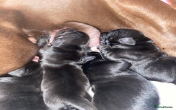 Mixed Breed dogs for sale: Beautiful pointer lab puppies!  - Image 3