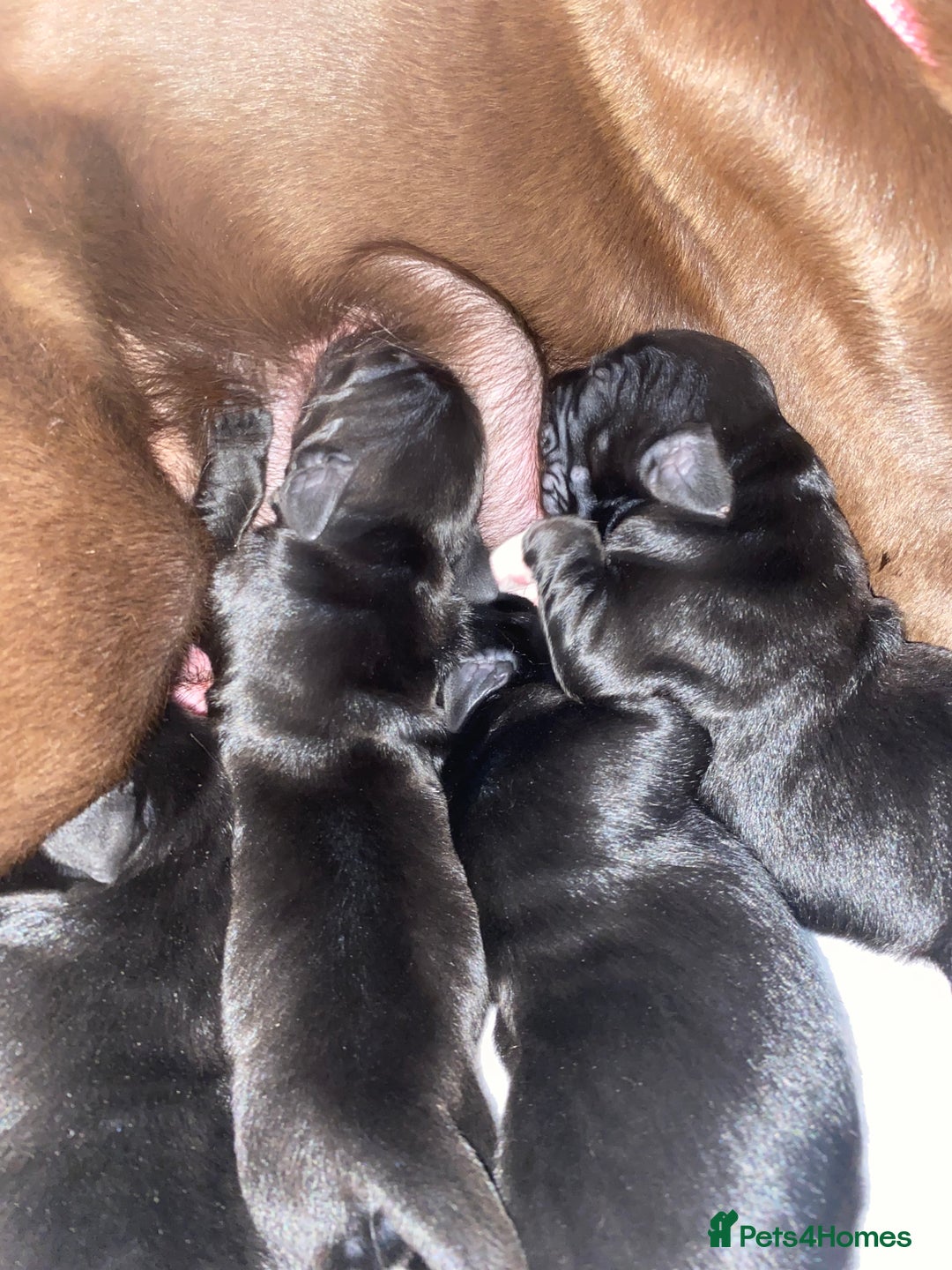 Mixed Breed dogs for sale: Beautiful pointer lab puppies!  - Image 3