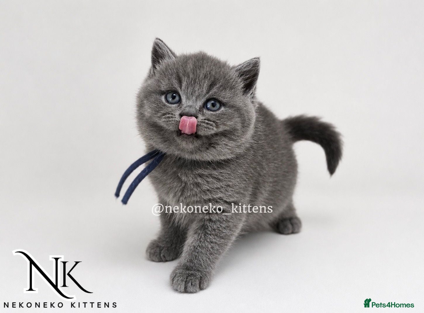 British Shorthair cats PURE BRED GCCF REGISTERED FLUFF BALLS - Advert 1