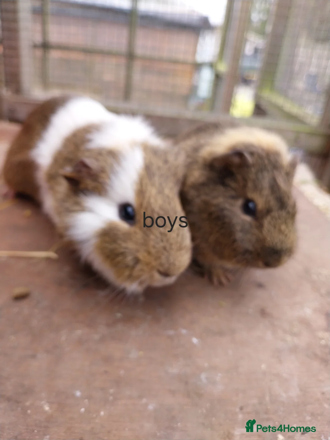 Guinea Pig rodents for sale: Guinea pigs for sale  - Advert 2
