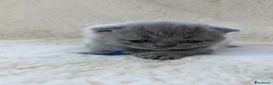 💙 Male (BSH - classic solid blue coat)