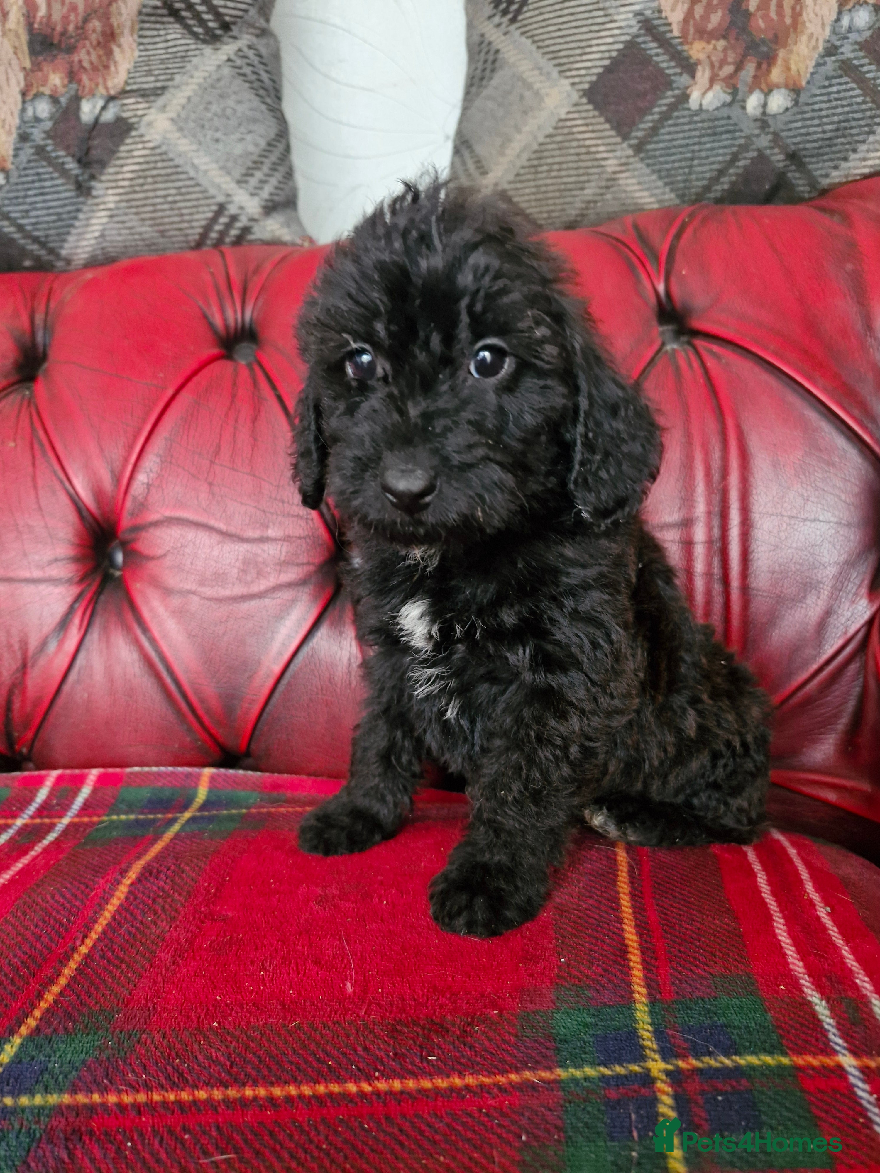 Schnoodle dogs SCRUMPTOUS BUNDLES OF FLUFF - Advert 2