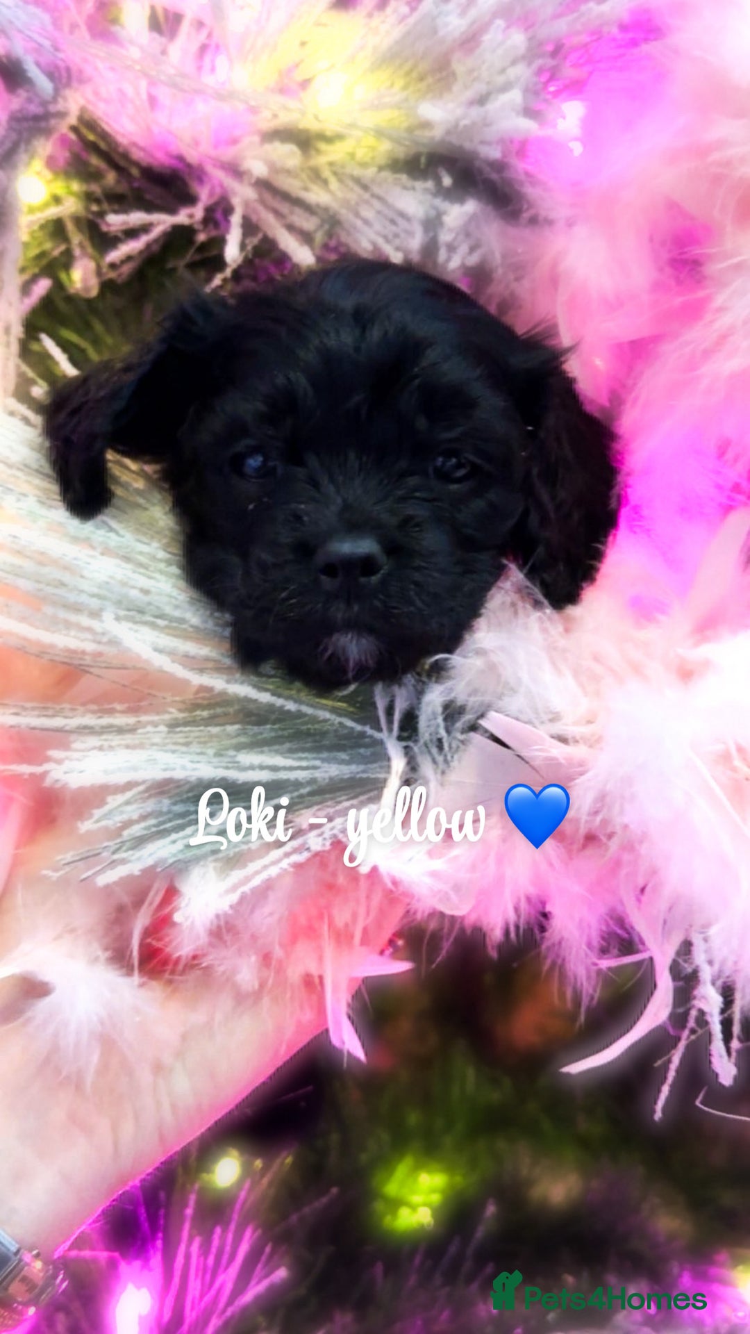 Cavapoo dogs for sale: F1b Cavapoo  - Advert 8