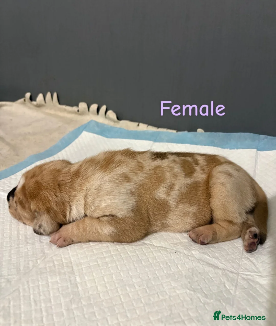 Mixed Breed dogs for sale: Stunning litter of 7 Presa Canario X Bandog - Advert 22