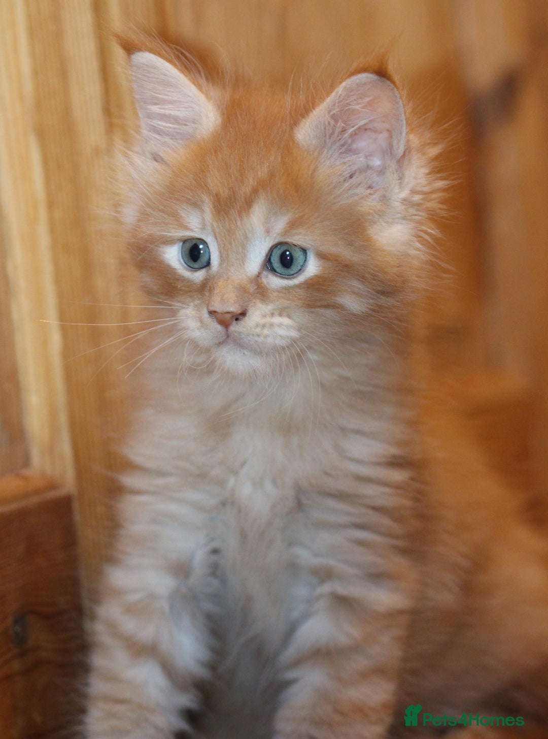 Maine Coon cats for sale: Handsome Maine Coon boys GCCF - Advert 14