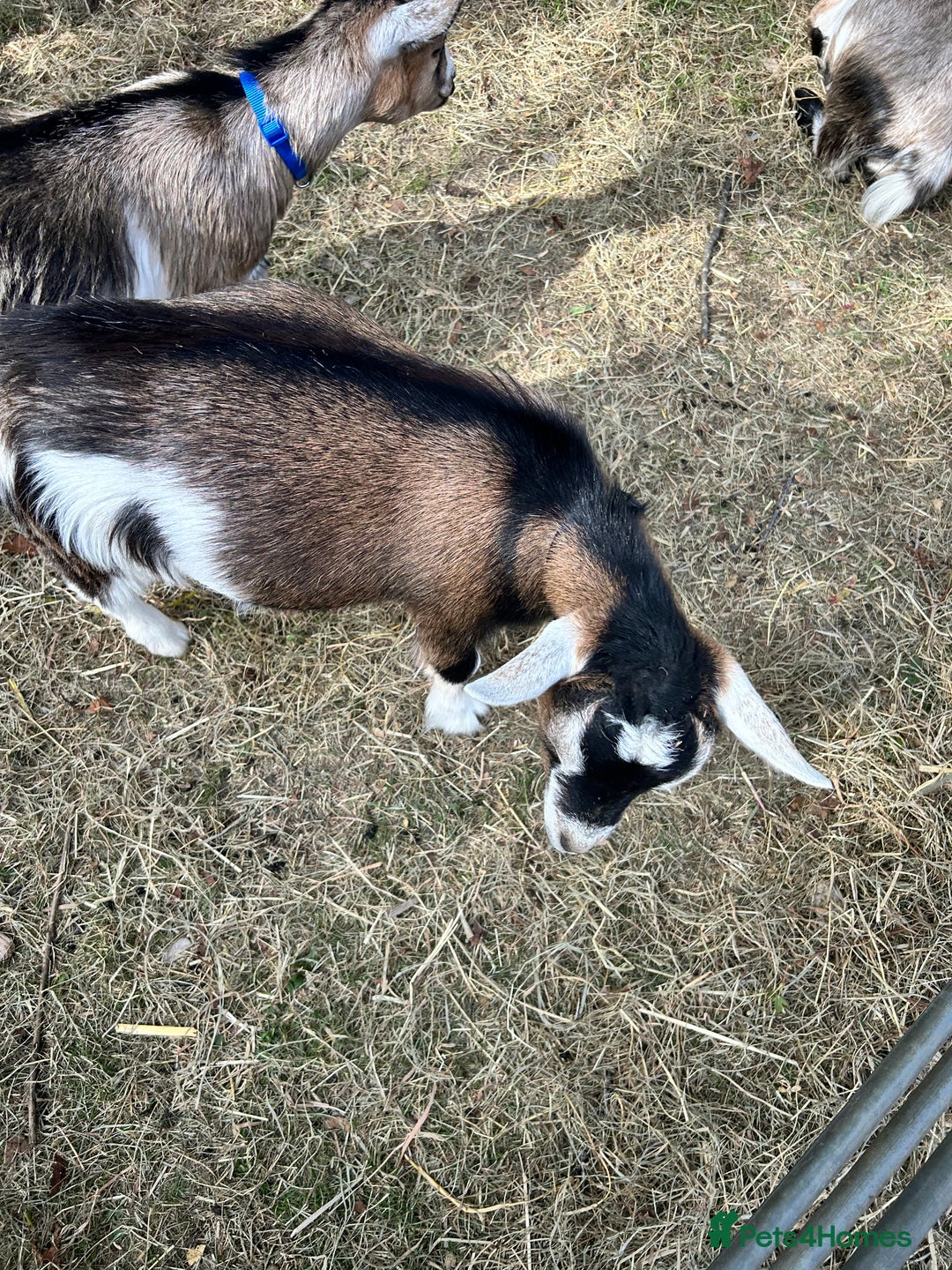 Goats livestock for sale: 2 Pygmy Goat Whethers, so friendly! - Image 2