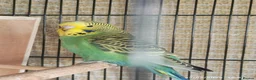 Budgerigars birds for sale: Baby Budgies boy and girl - Advert 14