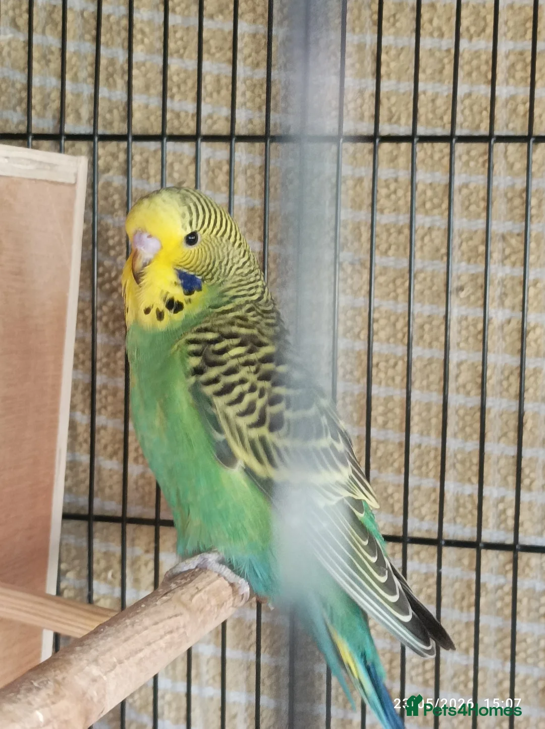 Budgerigars birds for sale: Baby Budgies boy and girl - Advert 14