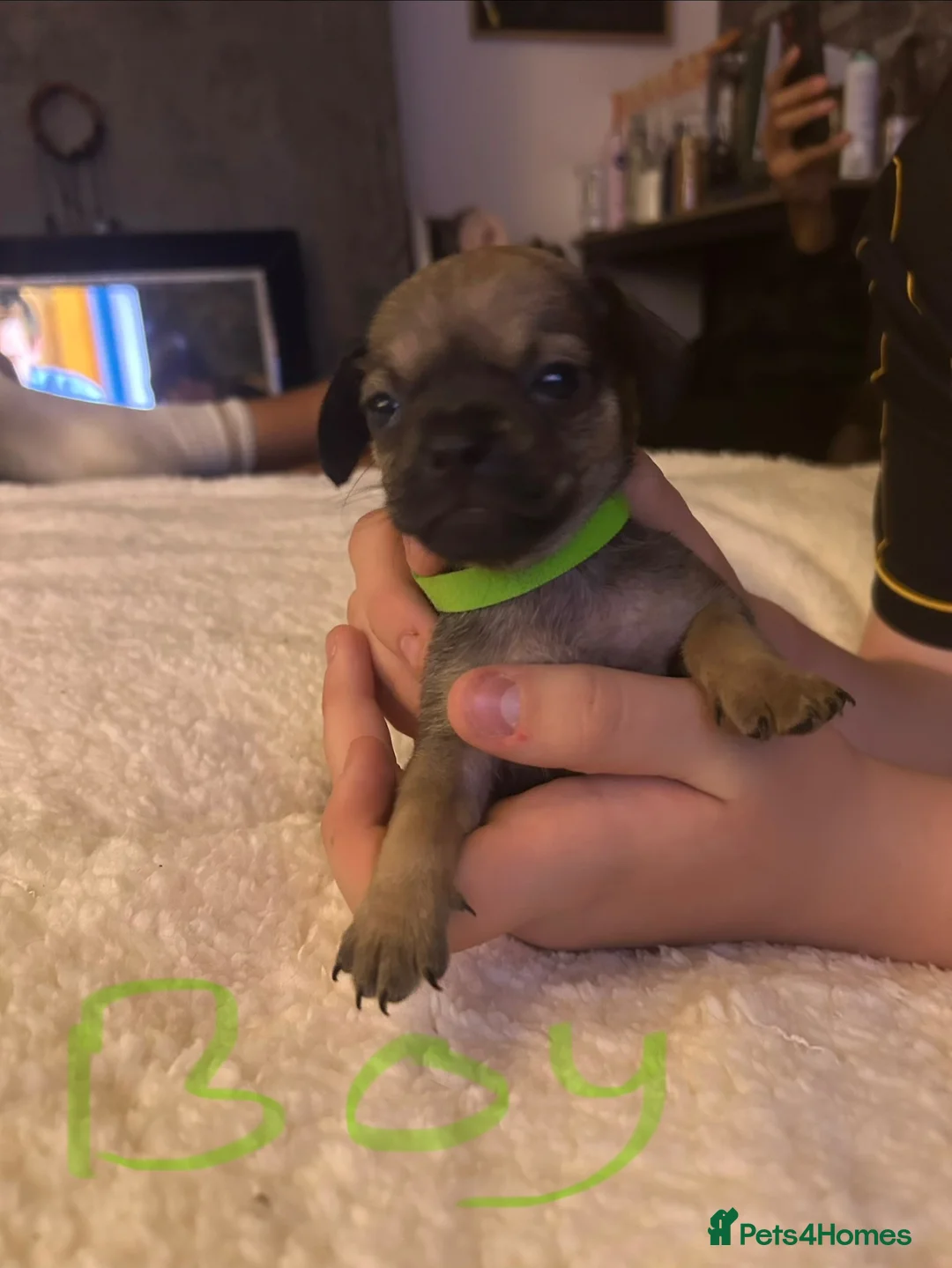 Mixed Breed dogs for sale: Donna  in Bridgnorth - Advert 14