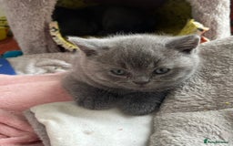 British Shorthair cats for sale: British Shorthair Kittens - Image 10