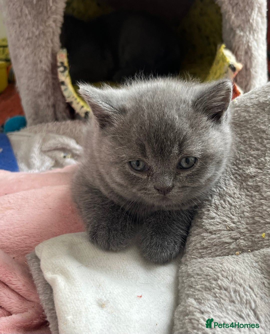 British Shorthair cats for sale: British Shorthair Kittens - Image 10