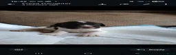 English Springer Spaniel dogs for sale: 8 x Healthy Springer Spaniel pups,ready 15/06/26 - Advert 9