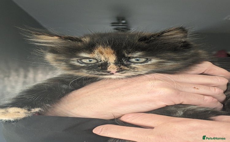 Mixed Breed cats - Advert 7