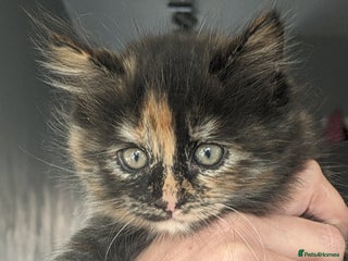 Mixed Breed cats - Advert 27