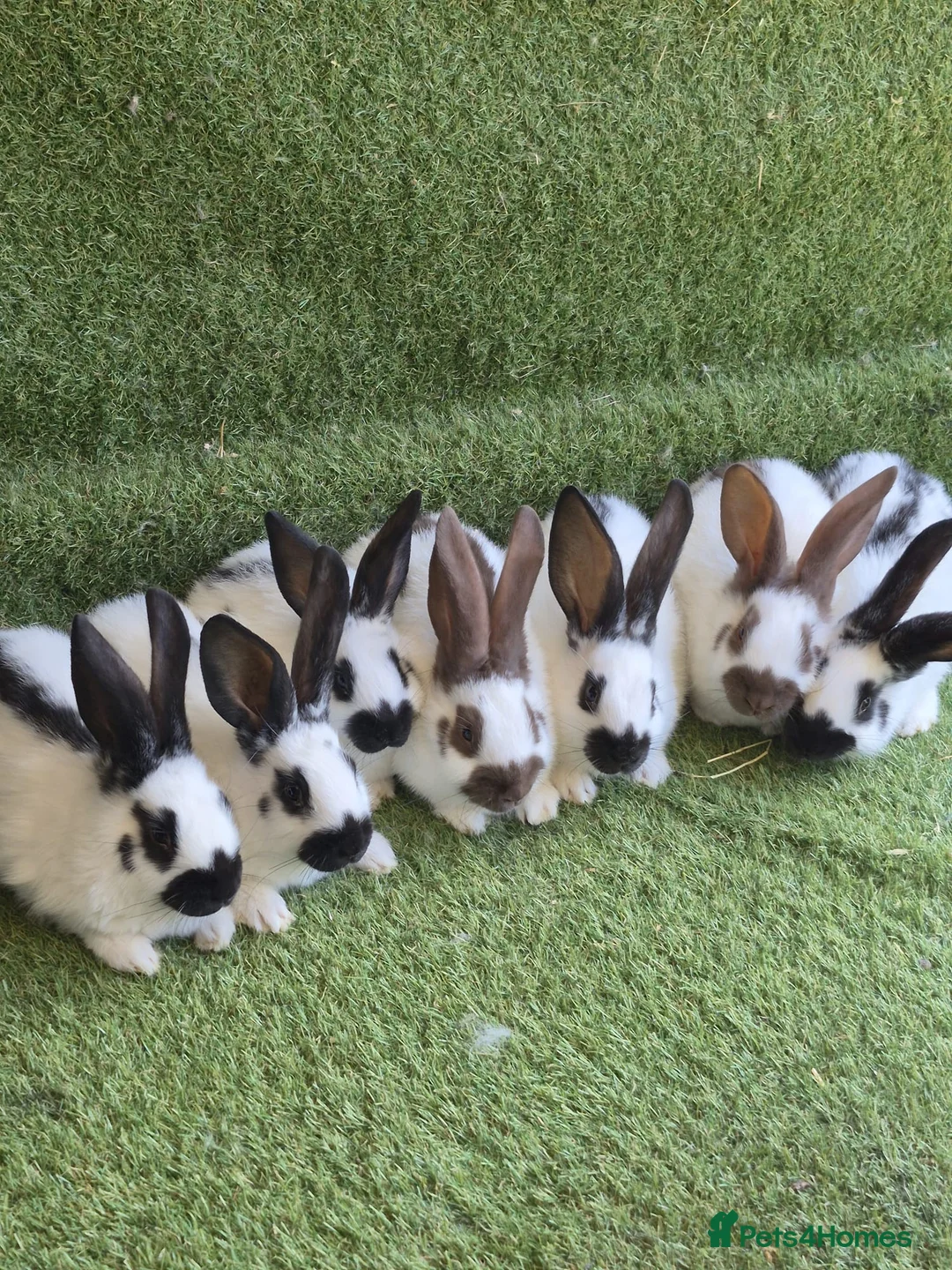 Continental Giant rabbits for sale: Majical pure breeds (Premium) - Advert 2