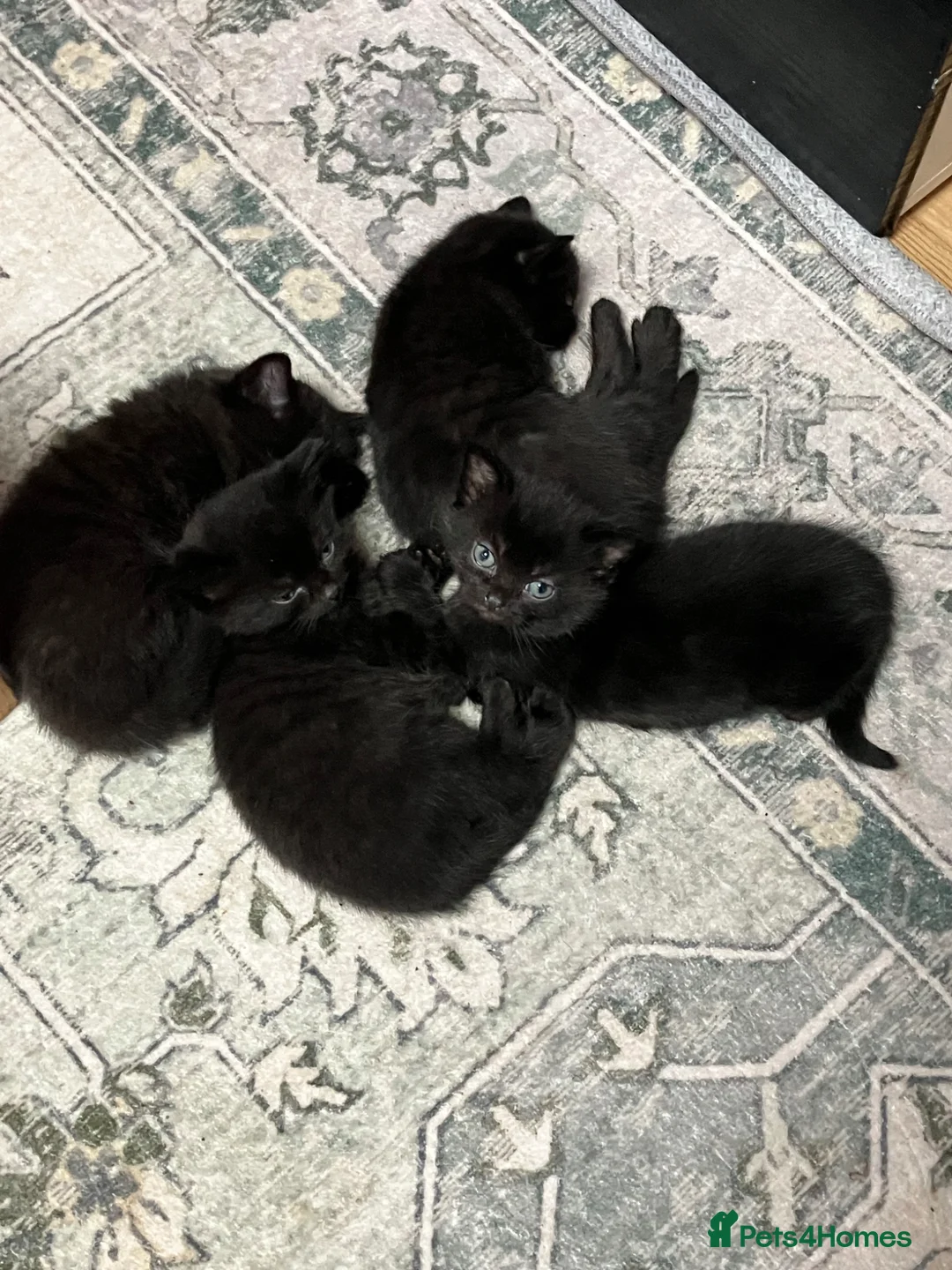 Mixed Breed cats for sale: Kittens for sale  in Blackpool - Advert 2