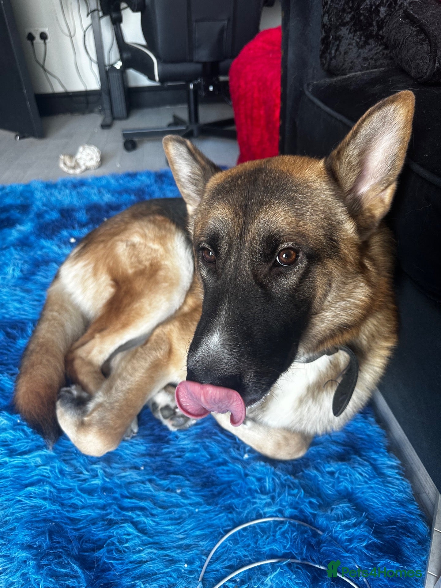 Mixed Breed dogs 2 Year Old German Shepard/Akita Mix  - Advert 1