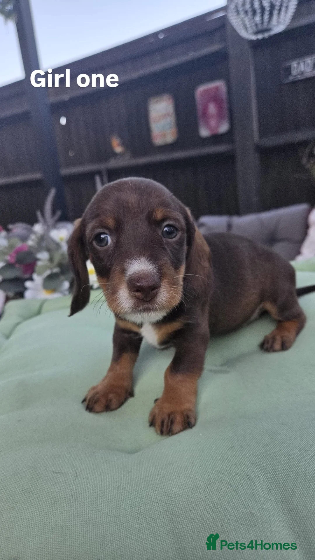 Dachshund dogs for sale: Three girl dachshunds for sale  in Esher - Advert 2