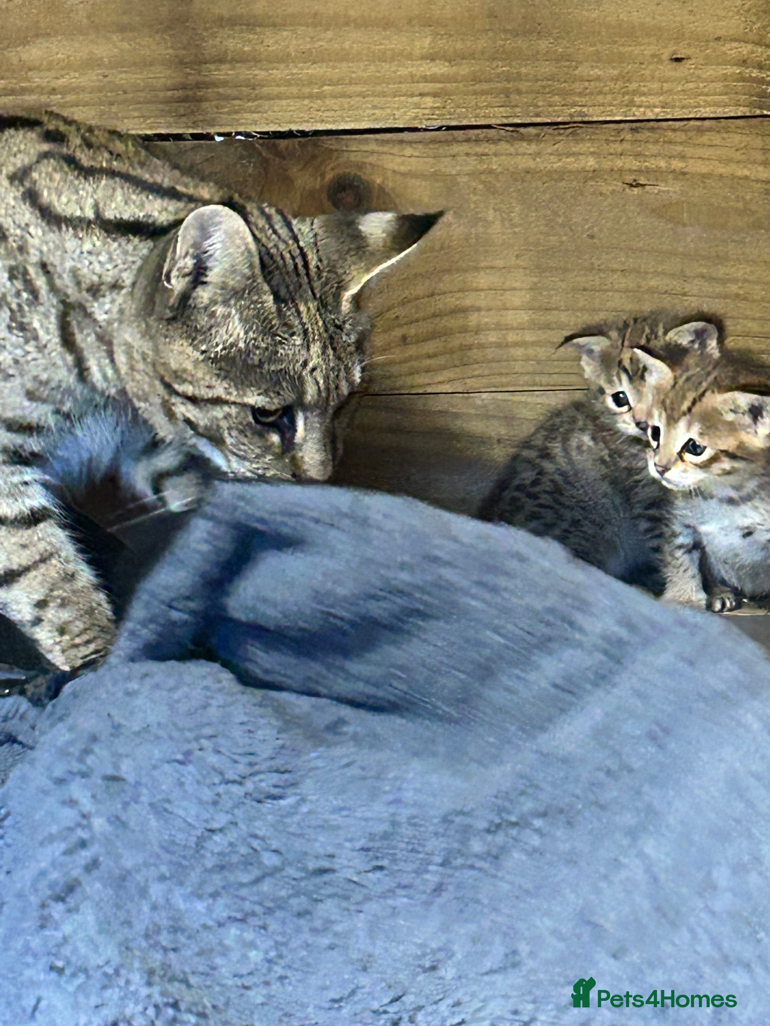 Savannah cats F2 Savannah  - Advert 5