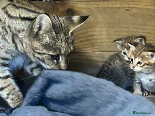 Savannah cats F2 Savannah - Advert 5