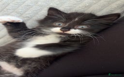 British Longhair cats for sale: Kitten for sale  - Image 5