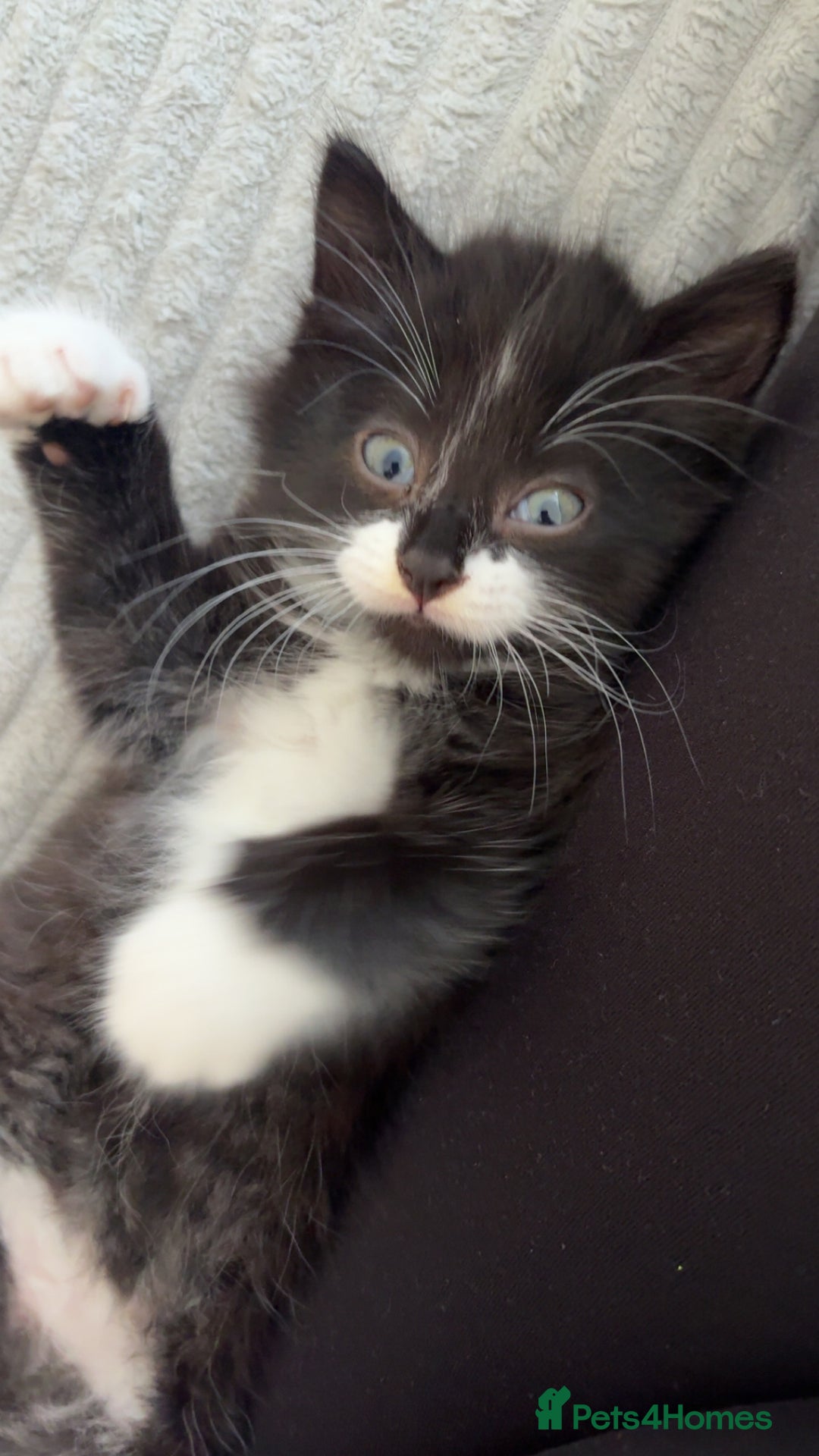 British Longhair cats for sale: Kitten for sale  - Image 5