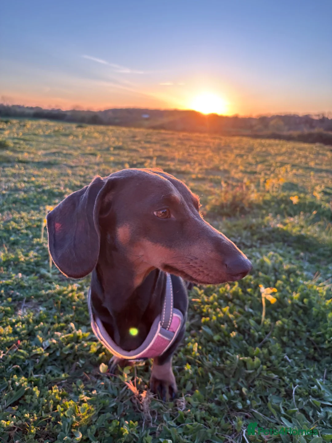 Miniature Dachshund dogs for sale: Beautiful 2 year old mini dachshund blue and tan - Advert 2