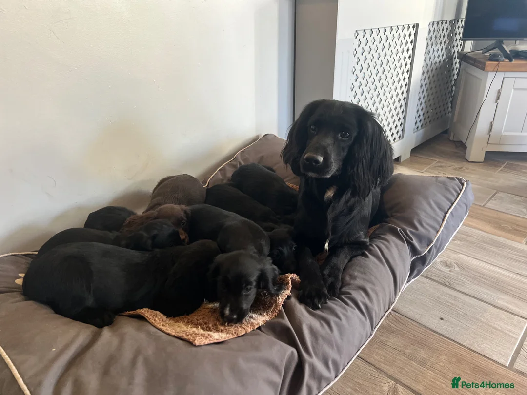Cocker Spaniel dogs for sale: working cockers looking for their forever homes  - Advert 2