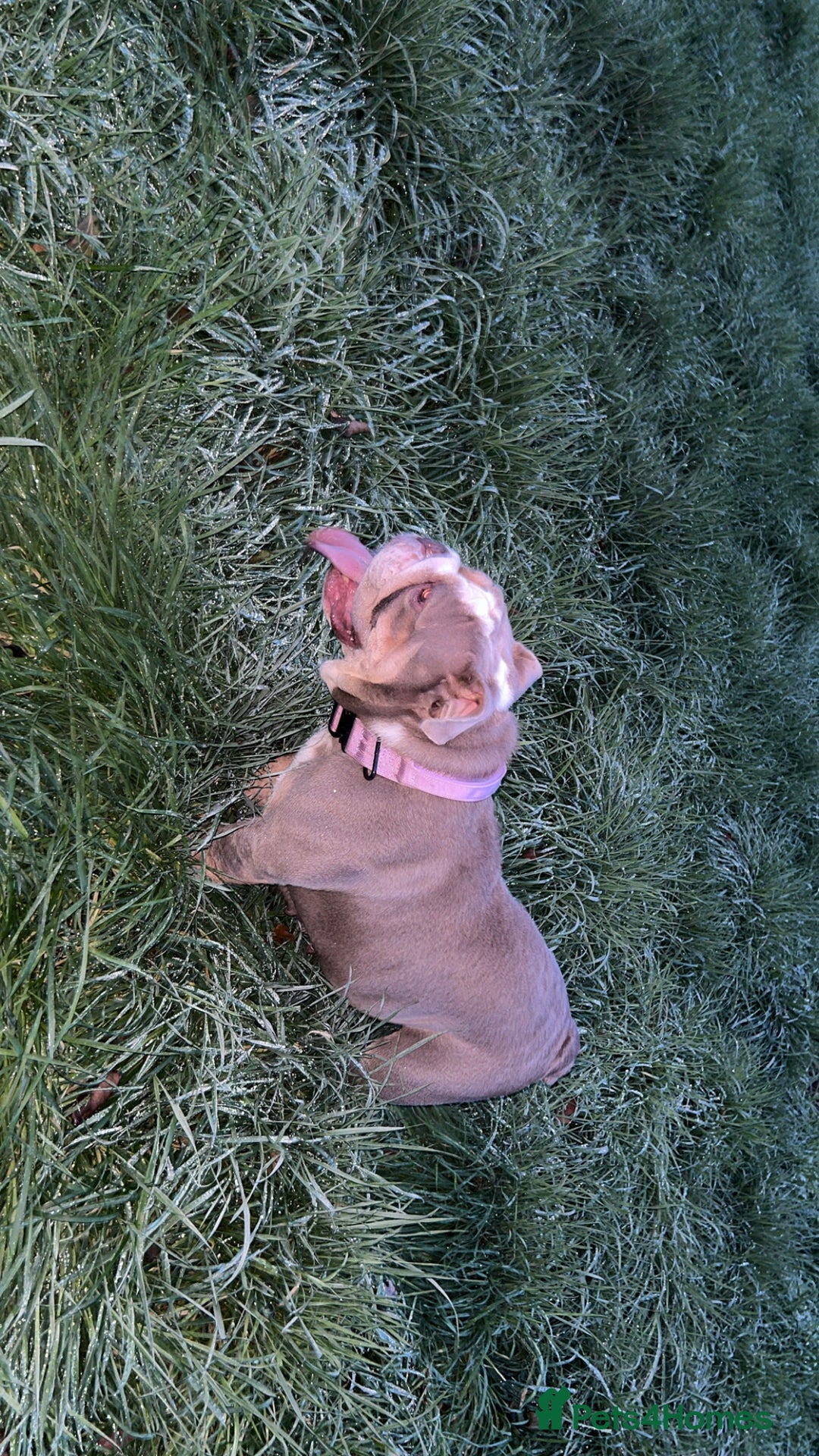 English Bulldog dogs for sale: Female English bulldog - Advert 2