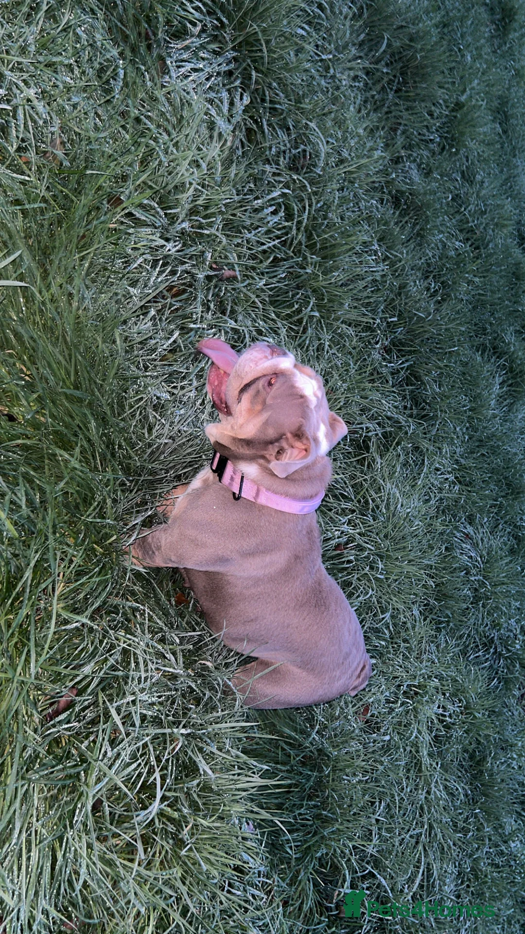 English Bulldog dogs for sale: Female English bulldog - Advert 2