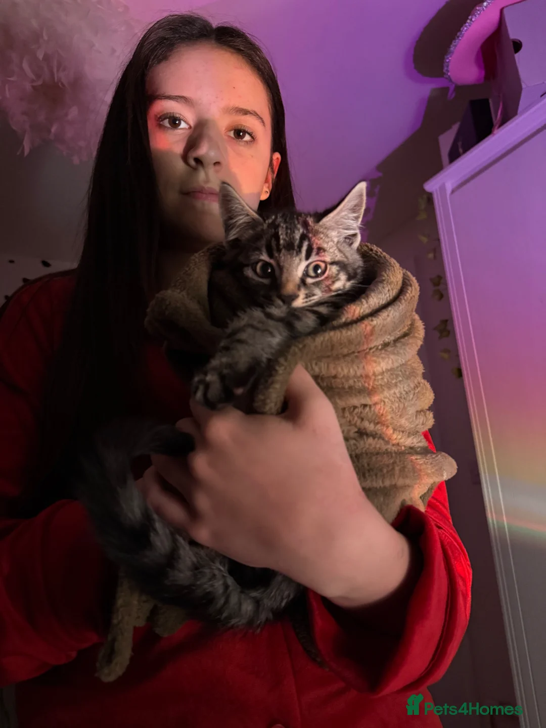 Mixed Breed cats for sale: Male tabby kitten for sale in Evesham - Advert 2