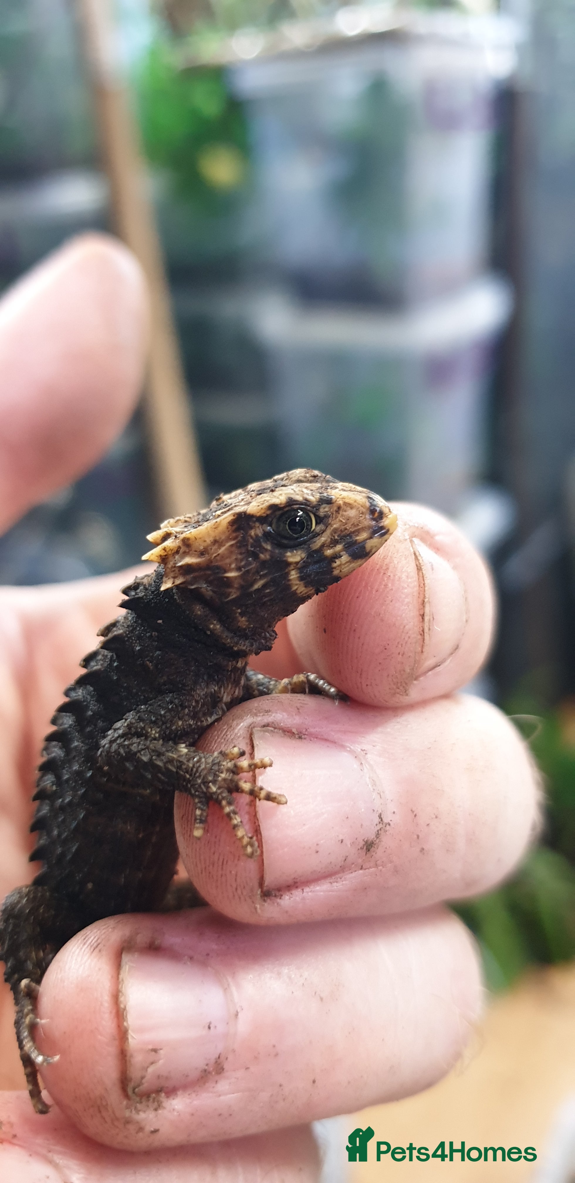 Skink reptiles CB2025 Red Eyed Crocodile Skinks - Advert 1