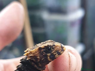 Skink reptiles CB2025 Red Eyed Crocodile Skinks - Advert 1