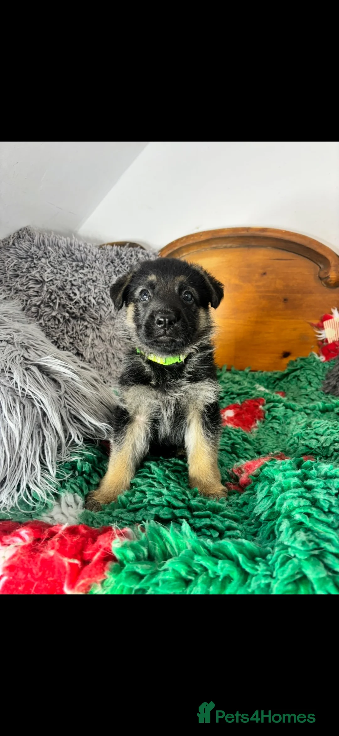 German Shepherd dogs for sale: 9 German shepherd puppies - Advert 28