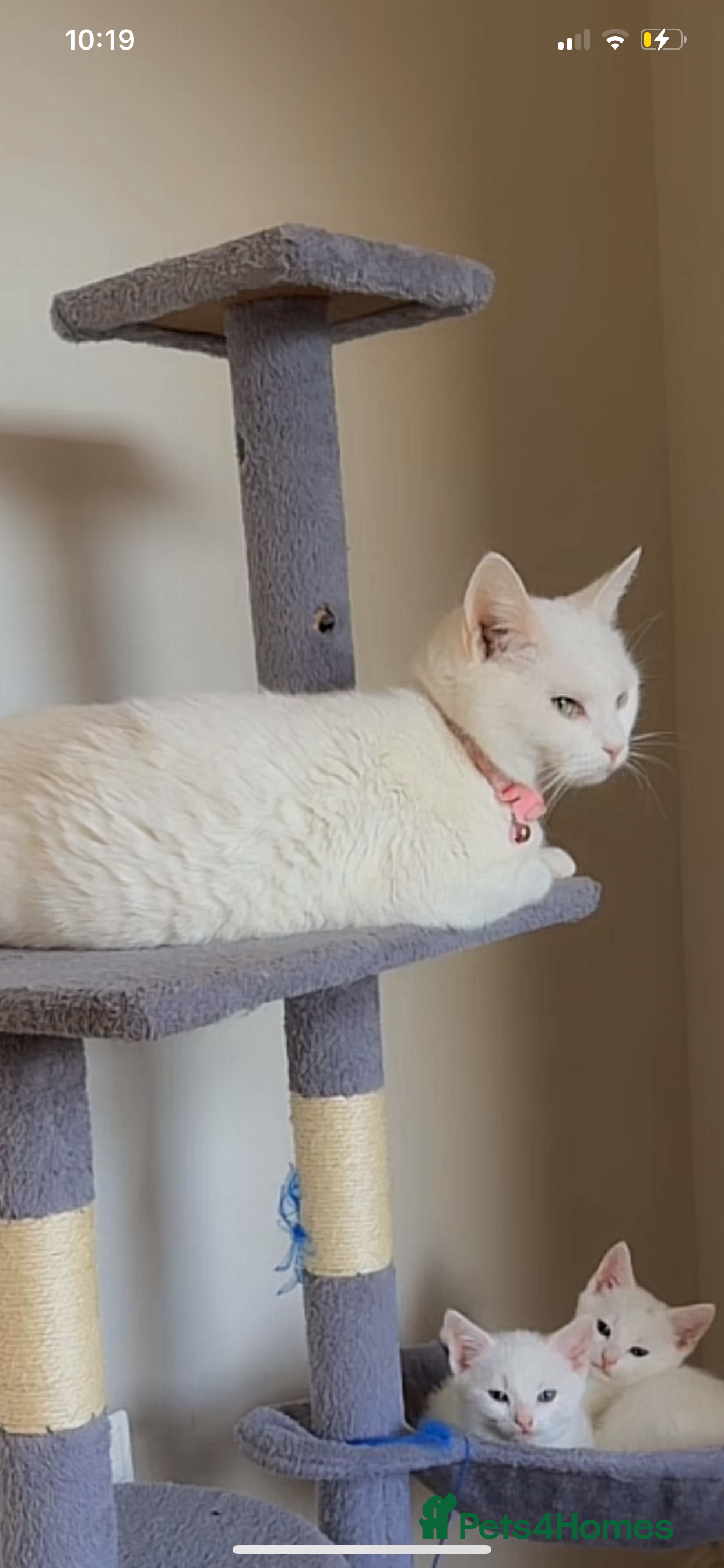 British Shorthair cats Ragdoll/BSH and Domestic mixed kittens - Advert 1