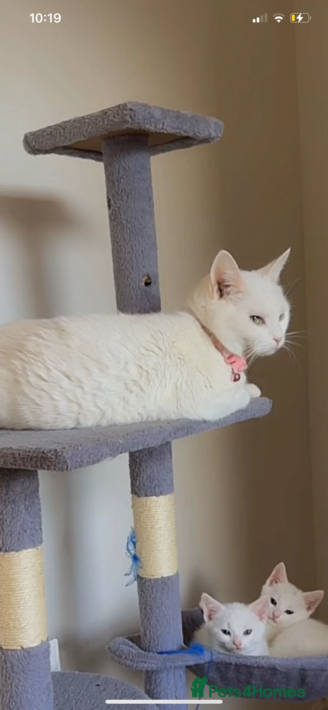 British Shorthair cats for sale: Ragdoll/BSH and Domestic mixed kittens - Advert 2