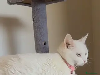 British Shorthair cats Ragdoll/BSH and Domestic mixed kittens - Advert 2