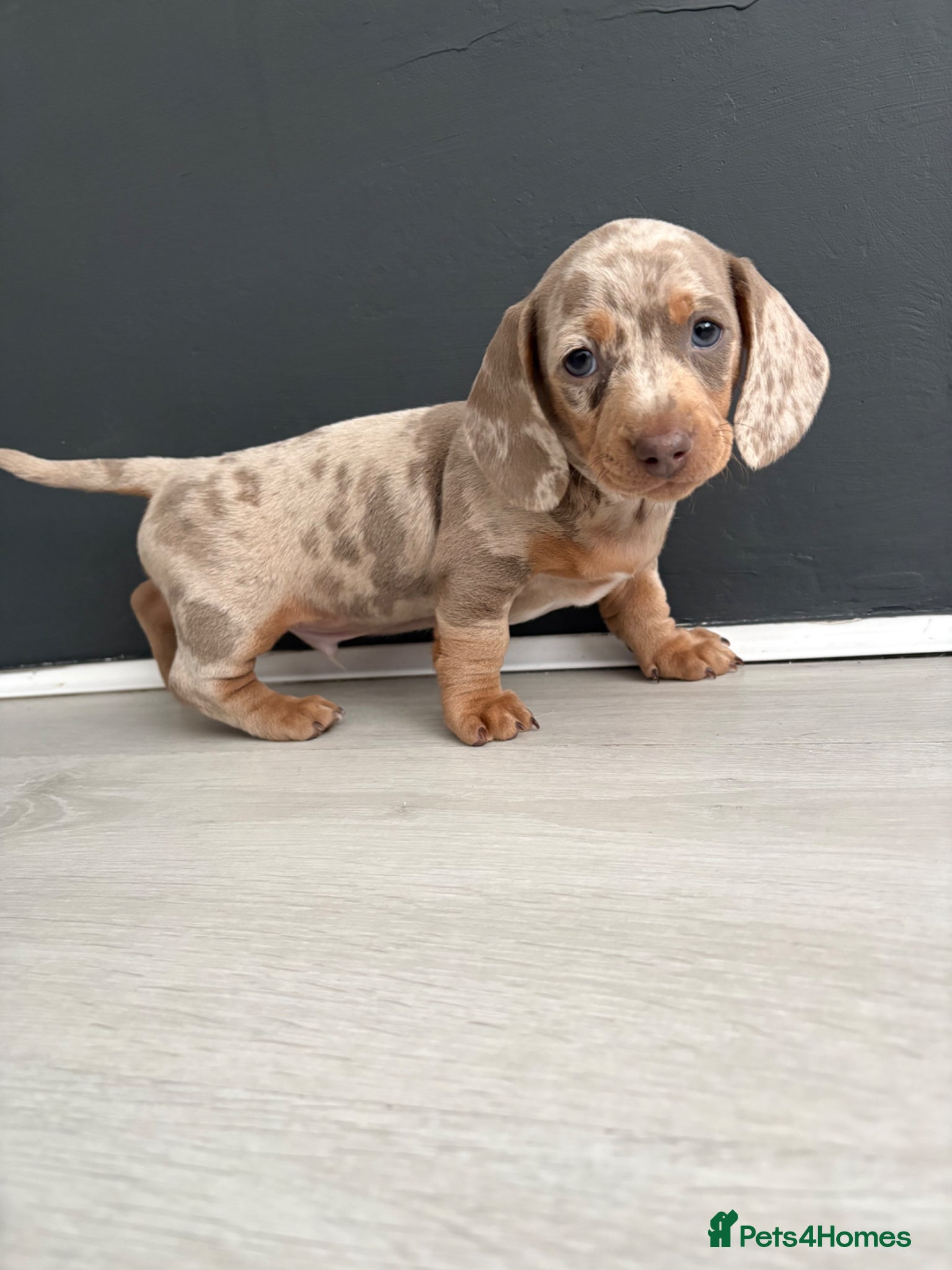 Dachshund dogs Dapple/lilac sausage dogs  - Advert 16