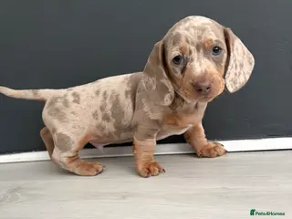 Dachshund dogs Dapple/lilac sausage dogs - Advert 16
