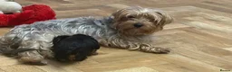 Yorkshire Terrier dogs for sale: Yorkshire Terrier puppy - Advert 8