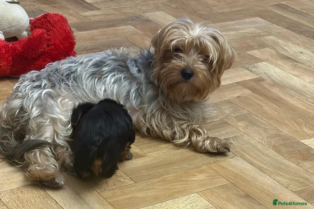 Yorkshire Terrier dogs for sale: Yorkshire Terrier puppy - Advert 8