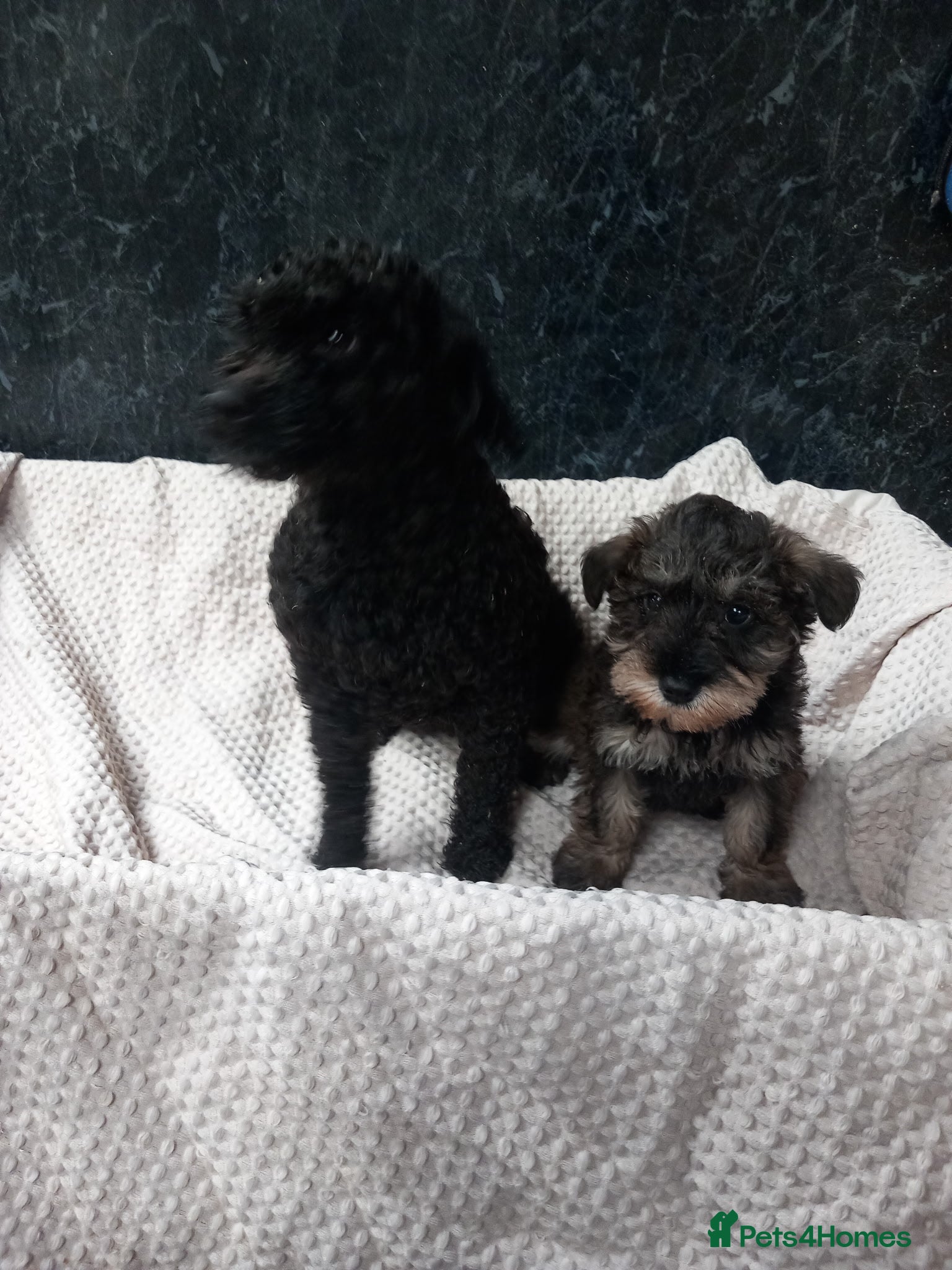 Schnoodle dogs Beautiful schnoodle pup for sale - Advert 2