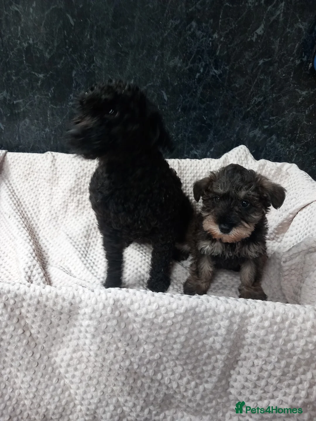 Schnoodle dogs for sale: Beautiful schnoodle pup for sale - Advert 1