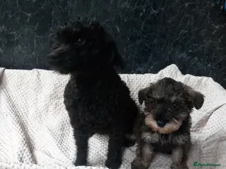 Schnoodle dogs Beautiful schnoodle pup for sale - Advert 2