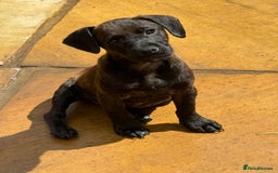 Patterdale Terrier dogs for sale: Female patterdale pup - Image 1