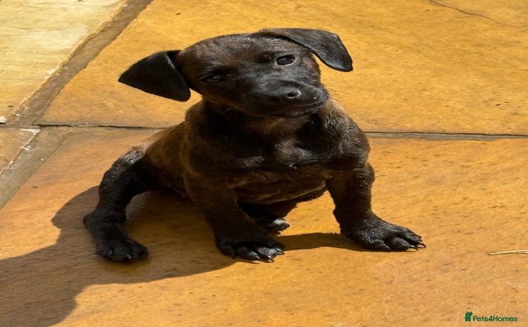 Patterdale Terrier dogs - Advert 15