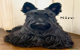 Scottish Terrier dogs for sale: Purebred, Home-raised Scottish Terrier Puppies - Image 4