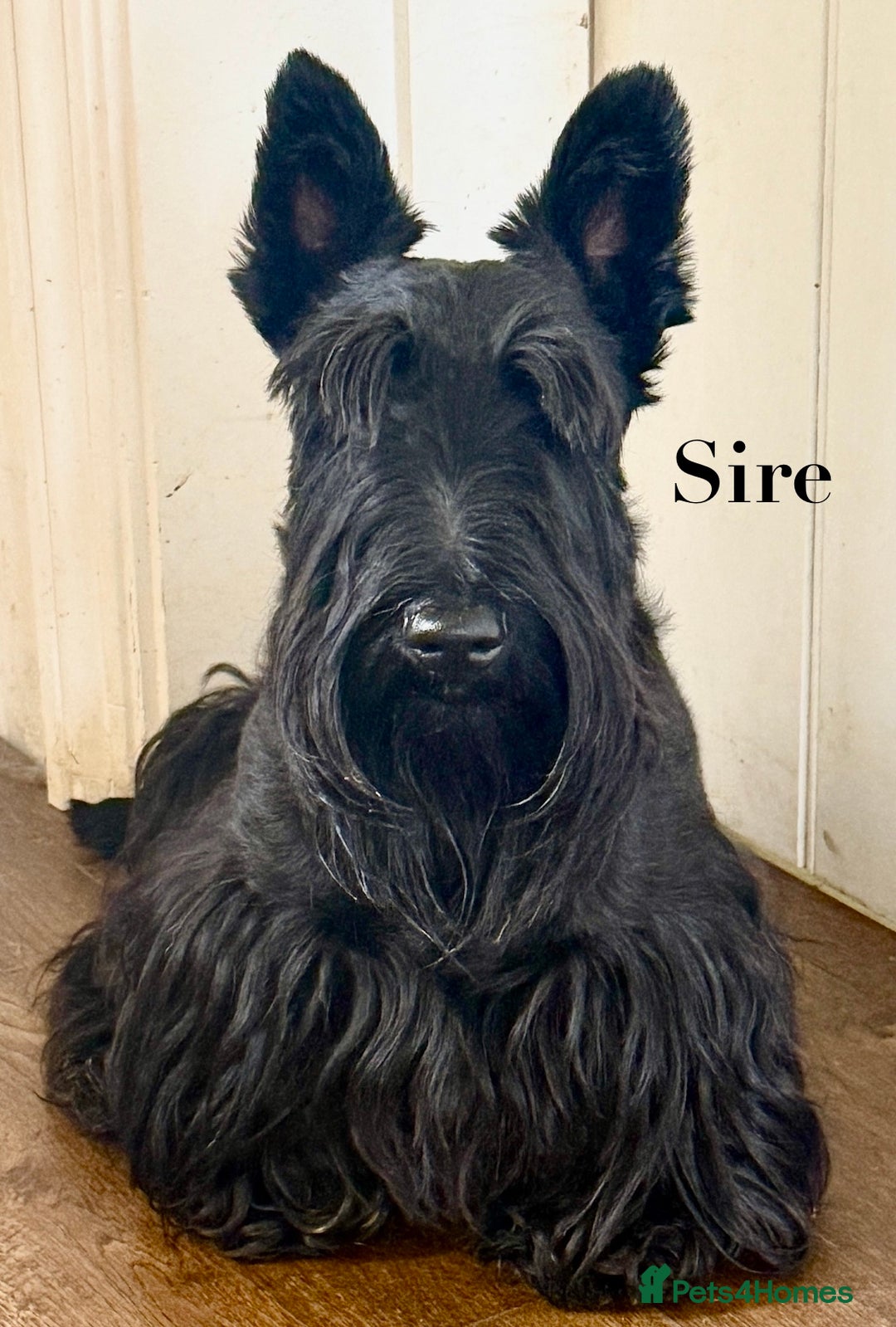 Scottish Terrier dogs for sale: Purebred, Home-raised Scottish Terrier Puppies - Image 4