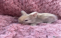 Lionhead rabbits for sale: Lionhead bunnies - Image 13